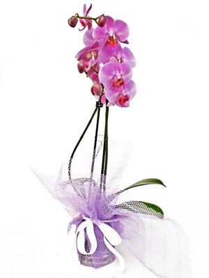  Denizli ucuz çiçek gönder  Kaliteli ithal saksida orkide