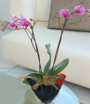  Denizli güvenli kaliteli hızlı çiçek  tek dal ikili orkide saksi çiçegi