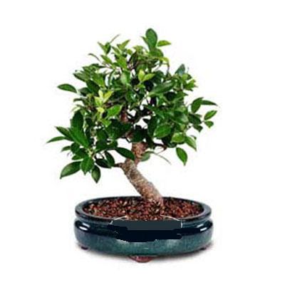 ithal bonsai saksi iegi  Denizli yurtii ve yurtd iek siparii 