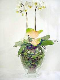  Denizli çiçek online çiçek siparişi  Cam yada mika vazoda özel orkideler
