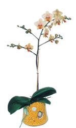  Denizli iek yolla  Phalaenopsis Orkide ithal kalite