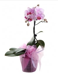 1 dal pembe orkide saksı çiçeği  Denizli çiçekçiler 