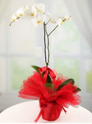 1 dal beyaz orkide saksı çiçeği  Denizli çiçek siparişi vermek 