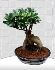 saks iei japon aac bonsai  Denizli iekiler 