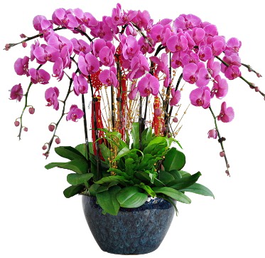 9 dallı mor orkide  Denizli çiçek , çiçekçi , çiçekçilik 