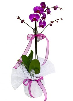 Tek dall mor orkide  Denizli hediye sevgilime hediye iek 