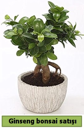 Ginseng bonsai japon aac sat  Denizli hediye sevgilime hediye iek 