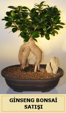 thal Ginseng bonsai sat japon aac  Denizli yurtii ve yurtd iek siparii 