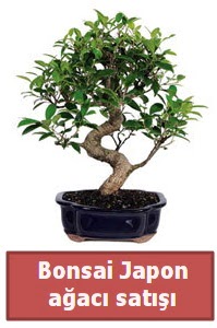 Japon aac bonsai sat  Denizli yurtii ve yurtd iek siparii 