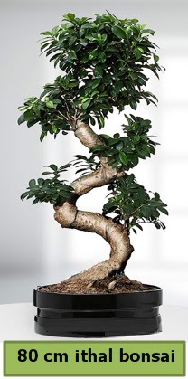 80 cm özel saksıda bonsai bitkisi  Denizli hediye sevgilime hediye çiçek 