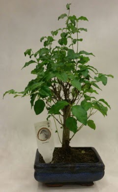 Minyatr bonsai japon aac sat  Denizli hediye sevgilime hediye iek 