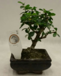 Kk minyatr bonsai japon aac  Denizli anneler gn iek yolla 