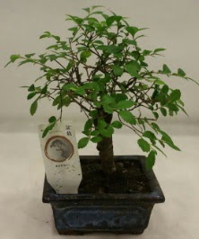 Minyatr ithal japon aac bonsai bitkisi  Denizli iek online iek siparii 