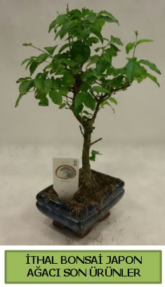 thal bonsai japon aac bitkisi  Denizli hediye iek yolla 