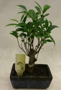 Japon aac bonsai bitkisi sat  Denizli hediye sevgilime hediye iek 