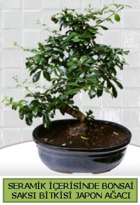 Seramik vazoda bonsai japon aac bitkisi  Denizli yurtii ve yurtd iek siparii 