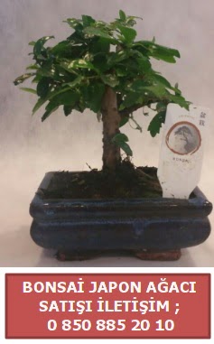 Japon aac minyar bonsai sat  Denizli iek online iek siparii 