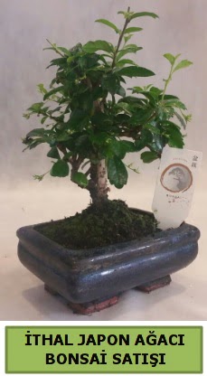 thal japon aac bonsai bitkisi sat  Denizli hediye sevgilime hediye iek 