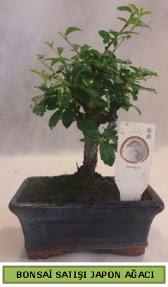 Minyatr bonsai aac sat  Denizli anneler gn iek yolla 
