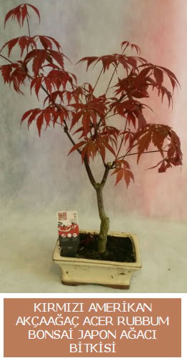 Amerikan akaaa Acer Rubrum bonsai  Denizli iek sat 