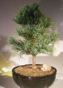am aac bonsai bitkisi sat  Denizli iek maazas , ieki adresleri 