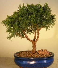 Servi am bonsai japon aac bitkisi  Denizli 14 ubat sevgililer gn iek 