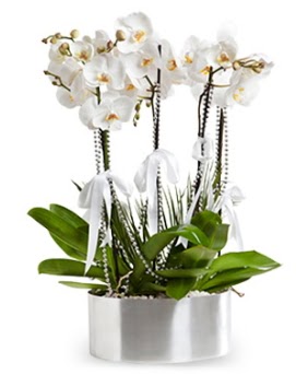 Beş dallı metal saksıda beyaz orkide  Denizli 14 şubat sevgililer günü çiçek 
