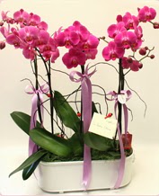 Beyaz seramik ierisinde 4 dall orkide  Denizli iek maazas , ieki adresleri 