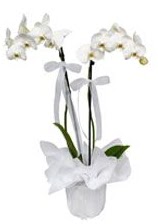2 dall beyaz orkide  Denizli internetten iek siparii 
