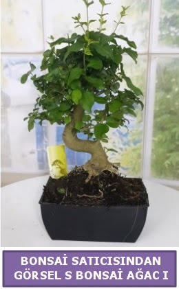 S dal erilii bonsai japon aac  Denizli iek online iek siparii 