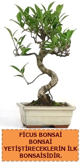 Ficus bonsai 15 ile 25 cm arasndadr  Denizli 14 ubat sevgililer gn iek 