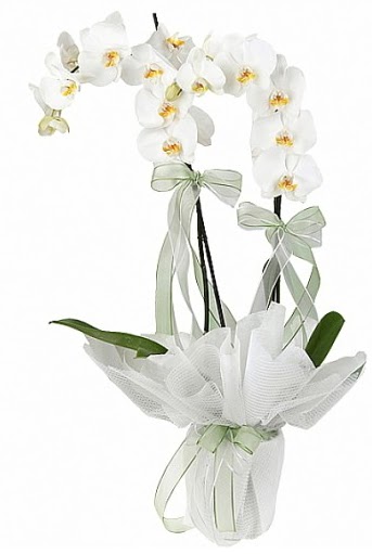ift Dall Beyaz Orkide  Denizli ucuz iek gnder 