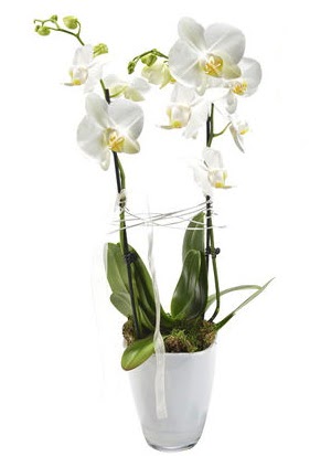 2 dall beyaz seramik beyaz orkide sakss  Denizli uluslararas iek gnderme 