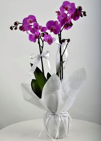 Çift dallı saksıda mor orkide çiçeği  Denizli çiçek gönderme sitemiz güvenlidir 