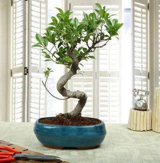Amazing Bonsai Ficus S thal  Denizli nternetten iek siparii 