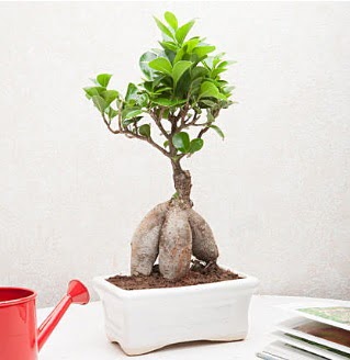 Exotic Ficus Bonsai ginseng  Denizli iek siparii sitesi 