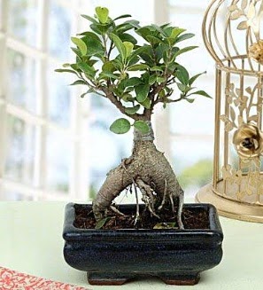 Appealing Ficus Ginseng Bonsai  Denizli ucuz iek gnder 