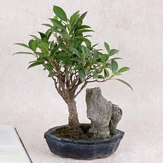 Japon aac Evergreen Ficus Bonsai  Denizli uluslararas iek gnderme 