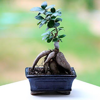Marvellous Ficus Microcarpa ginseng bonsai  Denizli iek gnderme sitemiz gvenlidir 