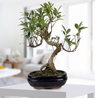 Gorgeous Ficus S shaped japon bonsai  Denizli iek siparii vermek 
