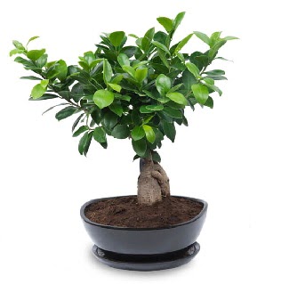 Ginseng bonsai aac zel ithal rn  Denizli online ieki , iek siparii 