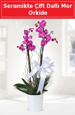 Seramikte Çift Dallı Mor Orkide  Denizli ucuz çiçek gönder 