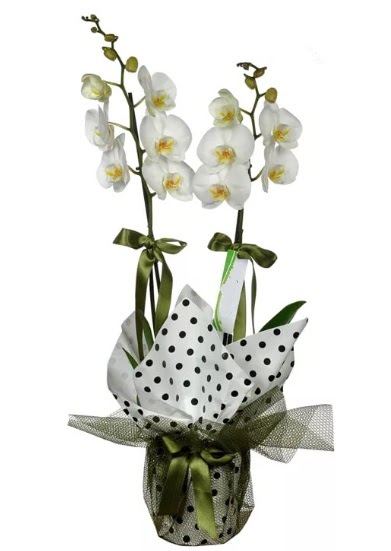 Çift Dallı Beyaz Orkide  Denizli çiçek , çiçekçi , çiçekçilik 