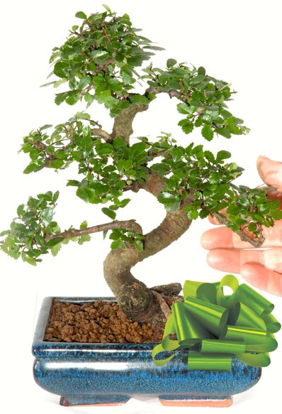 Yaklak 25 cm boyutlarnda S bonsai  Denizli yurtii ve yurtd iek siparii 