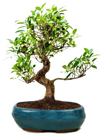 25 cm ile 30 cm aralığında Ficus S bonsai  Denizli uluslararası çiçek gönderme 