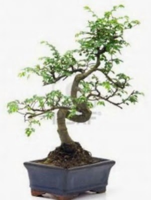 S gvde bonsai minyatr aa japon aac  Denizli iek online iek siparii 