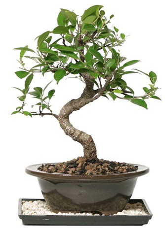 Altn kalite Ficus S bonsai  Denizli hediye sevgilime hediye iek  Sper Kalite