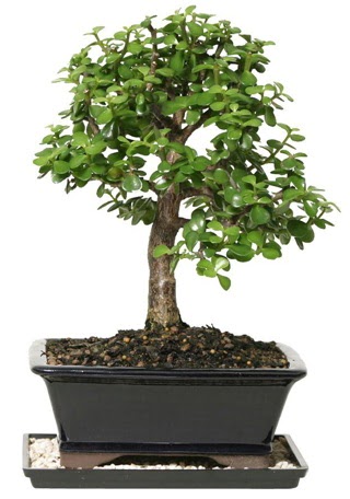 15 cm civar Zerkova bonsai bitkisi  Denizli yurtii ve yurtd iek siparii 