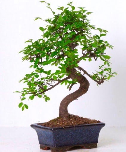S gvdeli bonsai minyatr aa japon aac  Denizli uluslararas iek gnderme 