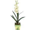 Özel Yapay Orkide Beyaz   Denizli online çiçek gönderme sipariş 